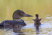 Common Loon (Gavia immer), on a lake, parent with a baby, wing flap, Michigan, USA