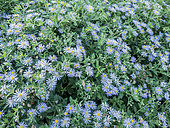 Autumn aster, Aster ageratoides 'Asran', flowers