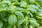 Basil canebière, Ocimum basilicum (Canebière', leaves