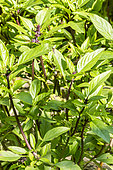 Basil anise, Ocimum basilicum 'Anis', leaves