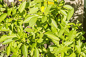 Basil 'Fin Vert' Compact, Ocimum basilicum, leaves