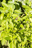 Basil 'Fin Vert' Compact, Ocimum basilicum, leaves