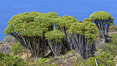 Canary Islands Dragon tree (Dracaena draco) on the island of La Palma, Canary Islands. Las Tricias - The dragon tree is a tree that has become very rare in the wild in the Canaries