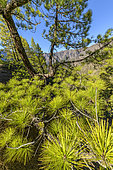 Canary pines in the Taburiente caldera, Island of La Palma in the Canaries. Canary Island pine (Pinus canariensis) is a magnificent endemic species of the archipelago, very resistant to fire and colonizing bare volcanic soils like those of the Taburiente caldera on the island of La Palma - Taburiente National Park - Canary Islands