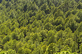 Canary pines in the Taburiente caldera, Island of La Palma in the Canaries. Canary Island pine (Pinus canariensis) is a magnificent endemic species of the archipelago, very resistant to fire and colonizing bare volcanic soils like those of the Taburiente caldera on the island of La Palma - Taburiente National Park - Canary Islands