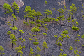 Canary pines in the crater of Teneguia (Island of La Palma. The Canary pine (Pinus canariensis) is a magnificent endemic species of the archipelago, very resistant to fire and colonizing bare volcanic soils like here a crater whose eruption dates from 1971 - Natural Monument of Teneguia Volcanoes - La Palma