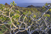 Berode, curious endemic species of the Canary Islands. The Verode (Kleinia neriifolia) is a species of plant in the Asteraceae family, endemic to the Canary Islands - Natural Monument of Teneguia Volcanoes - La Palma - Canary Islands