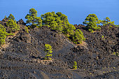 Canary pines on volcanic rocks, La Palma Island, Canary Islands. Canary Island pine (Pinus canariensis) is a magnificent endemic species of the archipelago, very resistant to fire and colonizing bare volcanic soils - Parque Natural de Cumbre Vieja- La Palma- Canary Islands