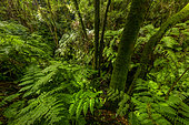 Ferns in the heart of the Laurisylve de La Palma, in the Canaries. Macaronesian laurels are relics of a type of humid subtropical vegetation that originally covered most of the Mediterranean Basin and Macaronesia when the region's climate was warmer and wetter, during much of the Tertiary era . They are present in very humid areas subject to trade winds, causing a "horizontal rain" of nearly 1500 mm / year and are dominated by lauraceae, ferns and mosses.