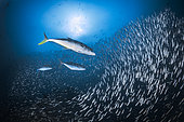 Trevallies hunting and spreading panic in the fry schools of Koh Tachai, Similan Islands, Thailand, Andaman Sea