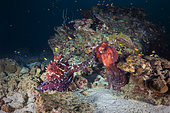 Octopus fight (Octopus sp) in the middle of the granite blocks of the Similan Islands, Thailand, Andaman Sea