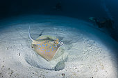 Bluespotted ribbontail ray (Taeniura lymma) above the sand, Andaman Sea, Thailand