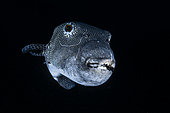 Starry toadfish (Arothron stellatus), Andaman Sea, Thailand