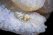 White Anemone shrimp (Periclimenes brevicarpalis) on White Sea Anemone, Andaman Sea, Thailand