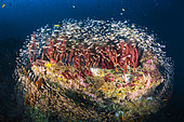 Reefscape of Tachai Pinnacle, Similan Islands, Thailand, Andaman Sea