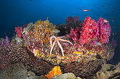 Koh tachai coral Potato, Similan Islands, Thailand, Andaman Sea