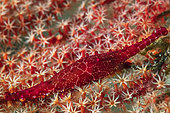 Red Cowry on a Red Sea fan, Richelieu Rock, Surin Islands, Thailand, Andaman Sea