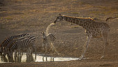 Group of Plains zebras (Equus quagga burchellii) and Giraffe (Giraffa camelopardalis) drinking in waterhole at dawn in Kruger National park, South Africa