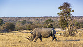 Southern white rhinoceros (Ceratotherium simum simum) walking in savannah scenery in Kruger National park, South Africa