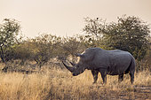 Southern white rhinoceros (Ceratotherium simum simum) in savannah at dawn in Kruger National park, South Africa
