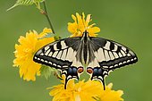 Swallowtail (Papilio machaon) on Kerria japonica, Tyrol, Austria, Europe