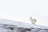 Mountain hare (Lepus timidus) running on snow
