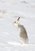 Mountain hare (Lepus timidus) sitting on snow, Scotland