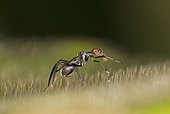 Tropical Stilt Fly (Micropezidae) mimicing an ant as protection from predators, Tambopata Nature Reserve, Madre de Dios Region, Peru, South America