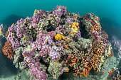 Colonies de faux-corail (Myriapora truncata), sur un massif de coralligène au large de Cap Leucate, Aude, Occitanie, France. Parc naturel marin du Golfe du Lion