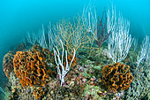 Colonies de Roses de mer (Pentapora fascialis), et gorgones blanches (Eunicella singularis), au large de Cap Leucate, Aude, Occitanie, France. Dans le parc naturel marin du Golfe du Lion