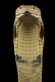 King cobra (Ophiophagus hannah)