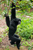 Crested gibbon (Nomascus concolor), Zoo Pairi Daiza, Belgium