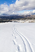Ski and footprints on the Caussols plateau, Préalpes d'Azur Regional Natural Park, Alpes Maritimes, France