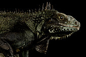Saban Black Iguana (Iguana melanoderma)