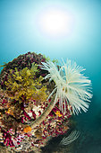 Wreathy-tuft tube worm (Spirographis spallanzanii), in the Marine Protected Area of the Agathoise Coast, Hérault, Occitanie, France