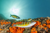 Ornate wrasse (Thalassoma pavo) and Warm-water coral (Astroides calycularis) colonie, off Tabarka, Tunisia