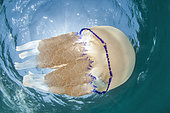 Barrel Jellyfish (Rhizostoma pulmo), in the Marine Protected Area of the Agathoise coast, Héraul, t Occitanie, France