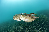 Common cuttlefish (Sepia officinalis) above Posidonia (Posidonia oceanica), in the Marine Protected Area of the Agathoise coast, Héraul, t Occitanie, France