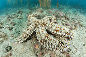 Spiny starfish (Marthasterias glacialis), in the Marine Protected Area of the Agathoise Coast, Roc de Brescou Marine Reserve, Hérault, Occitanie, France