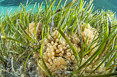 Mangrove tunicate (Ecteinascidia turbinata), in a cymodocea seagrass, off the lagoon of Ain Ghazalah, Libya. An antitumor agent, trabectedin, comes from this social ascidia.