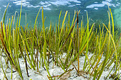 Slender Seagrass (Cymodocea nodosa), off the lagoon of Ain Ghazalah, Libya