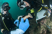 Marine biologists measuring a young Spiny lobster (Palinurus elephas), in the Marine Protected Area of the Agathoise Coast, Roc de Brescou Marine Reserve, Hérault, Occitanie, France