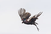 Common Pheasant (Phasianus colchicus), male in flight, killed by a cartridge, Bas Rhin, Alsace, France