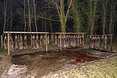 Wildboar (Sus scrofa), preparation of the kill, hunting big game, Rhine forest, Alsace, France
