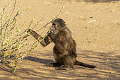 Chacma or chacma baboon (Papio ursinus), Private reserve, Namibia