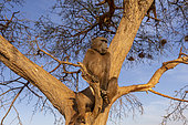 Chacma or chacma baboon (Papio ursinus), youngs playing in a tree, Private reserve, Namibia