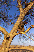 Chacma or chacma baboon (Papio ursinus), youngs playing in a tree, Private reserve, Namibia