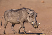 Warthog (Phacochoerus africanus), Private reserve, Namibia