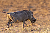 Warthog (Phacochoerus africanus), Private reserve, Namibia