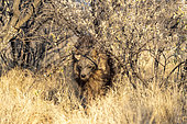 Brown hyena or Strandwolf (Parahyaena brunnea, before Hyaena brunnea), captive, Private reserve, Namibia